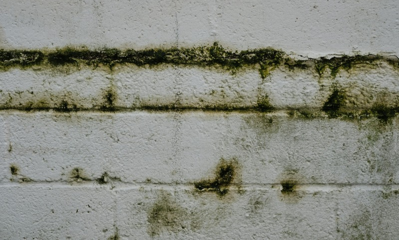 Mould remediation